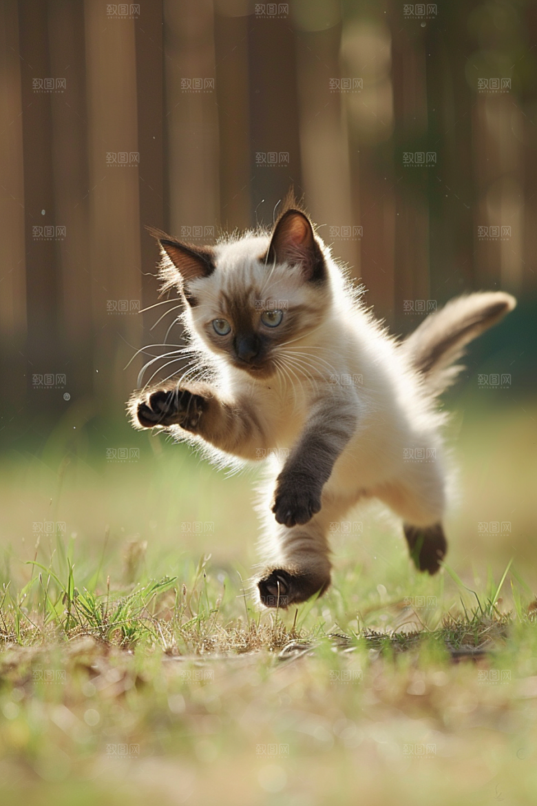 布偶猫可爱高清摄影图