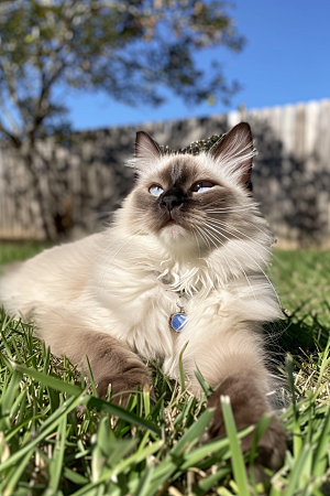 布偶猫仙女猫可爱摄影图