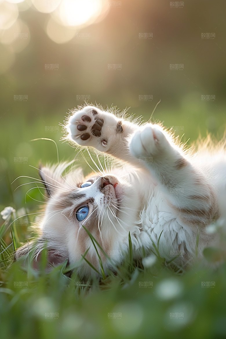 布偶猫高清生活摄影图