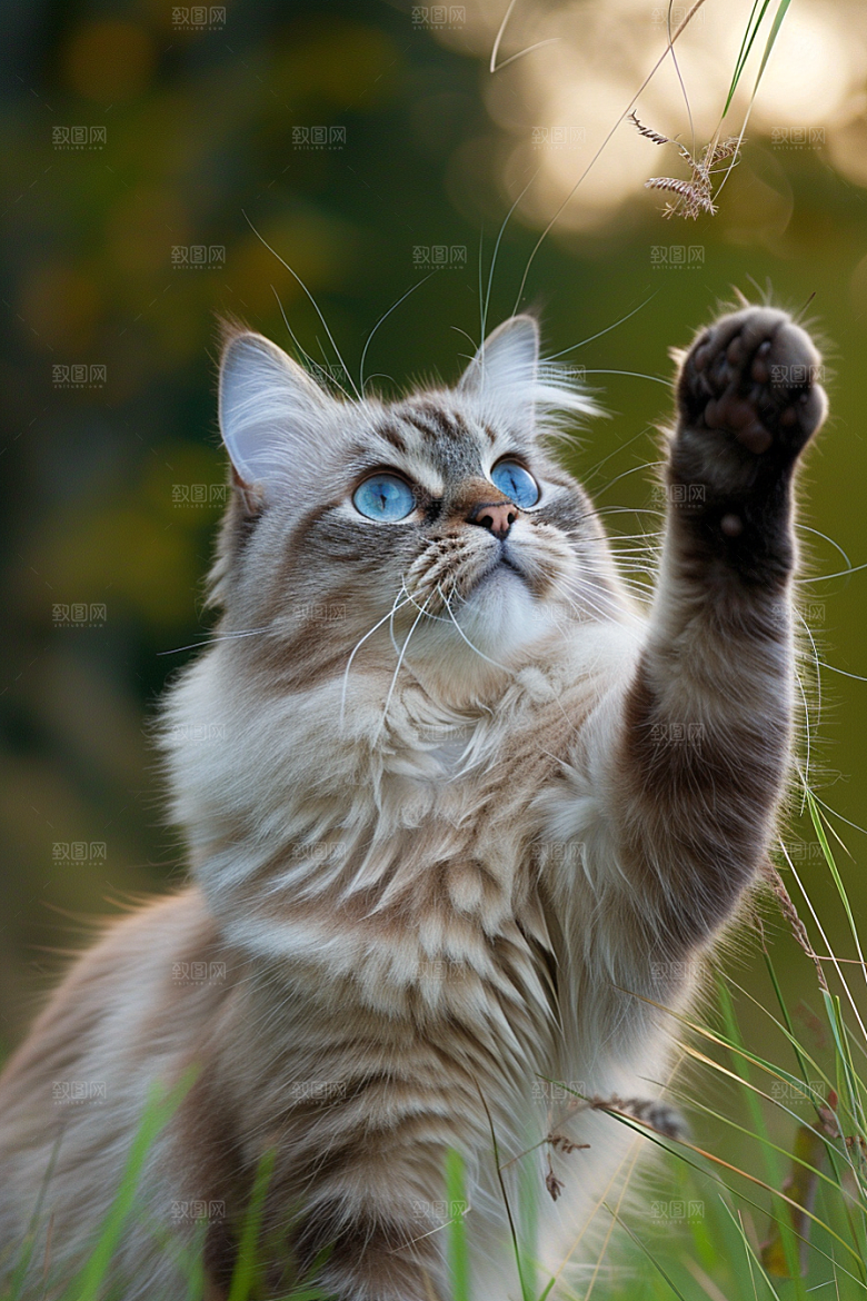 布偶猫清新宠物摄影图