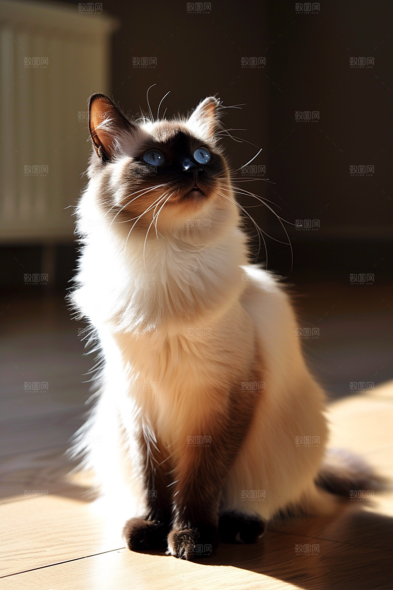 布偶猫宠物高清摄影图