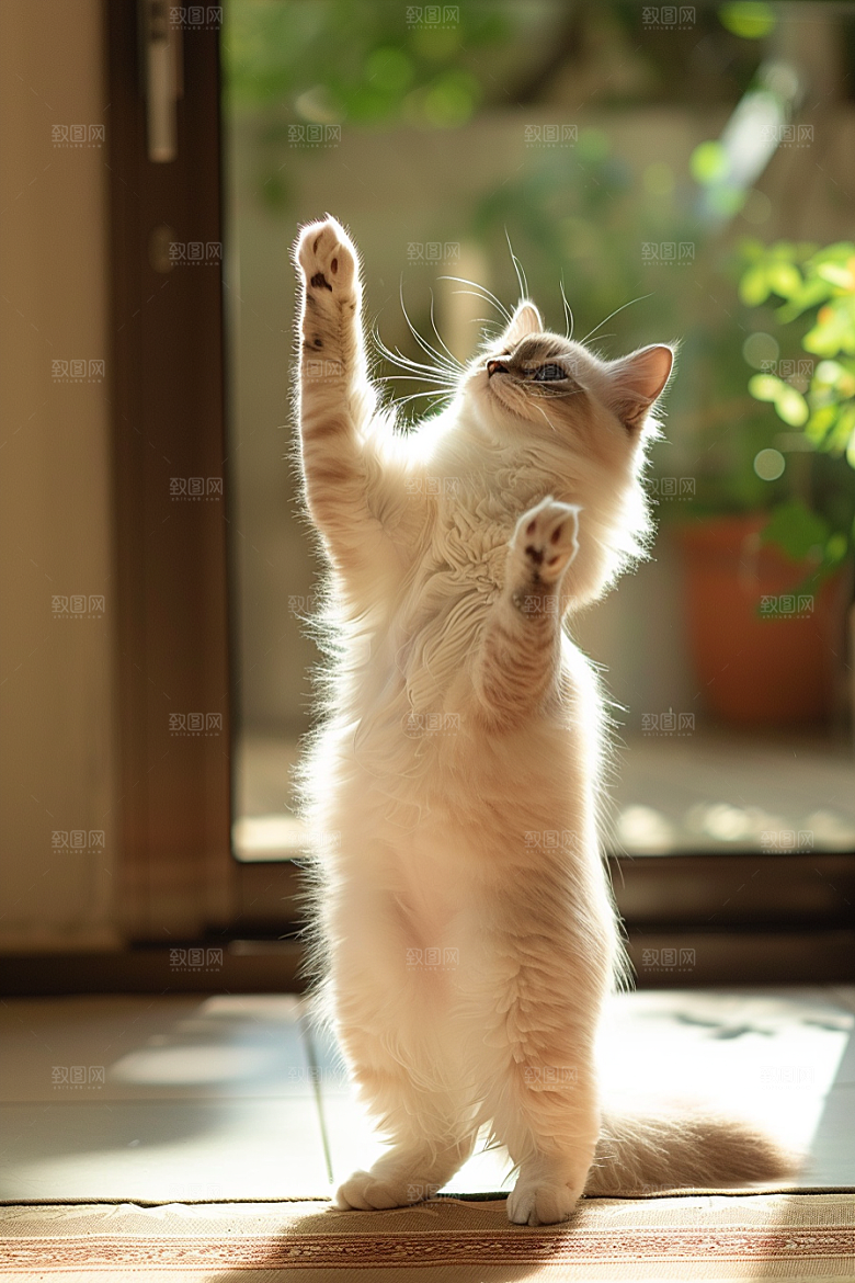 布偶猫宠物清新摄影图