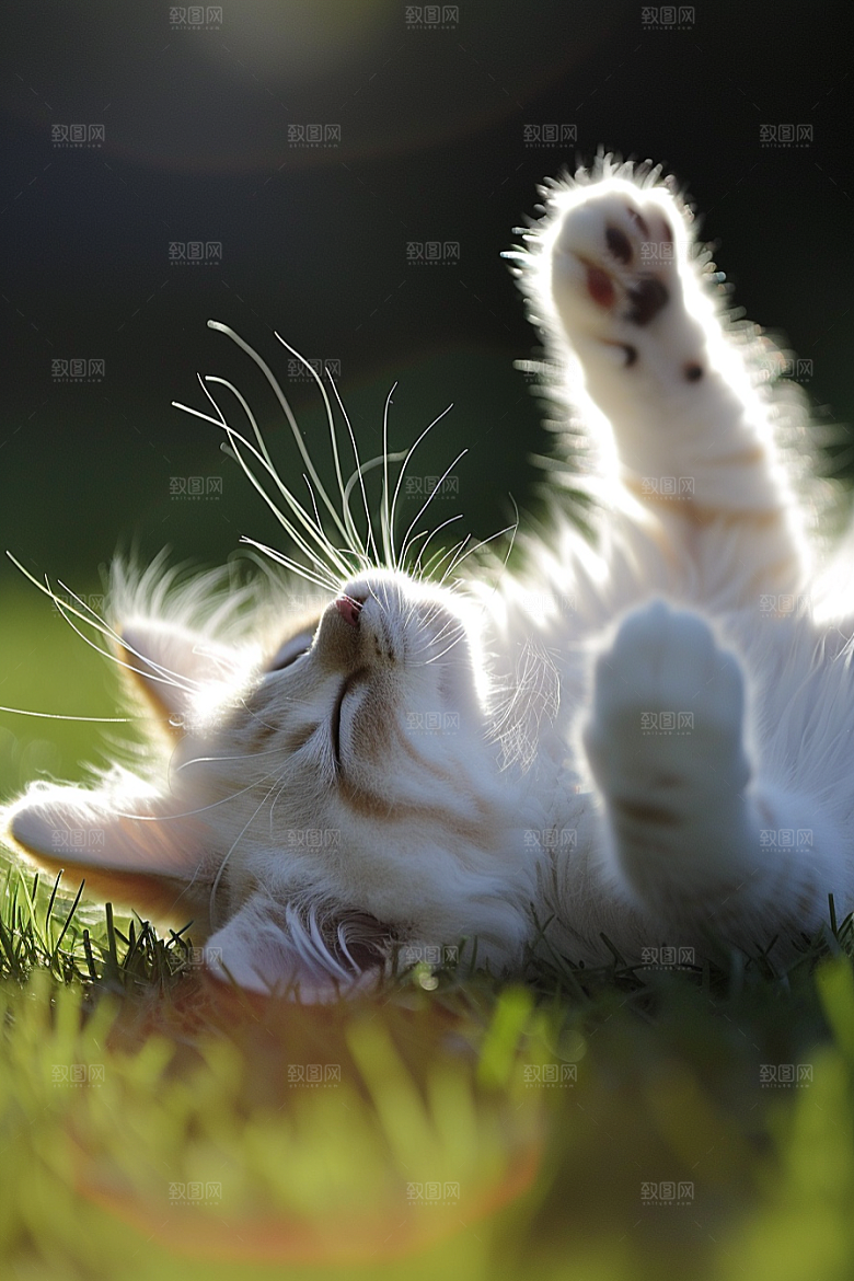 布偶猫高清仙女猫摄影图