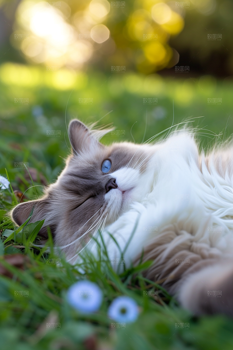 布偶猫家居自然摄影图