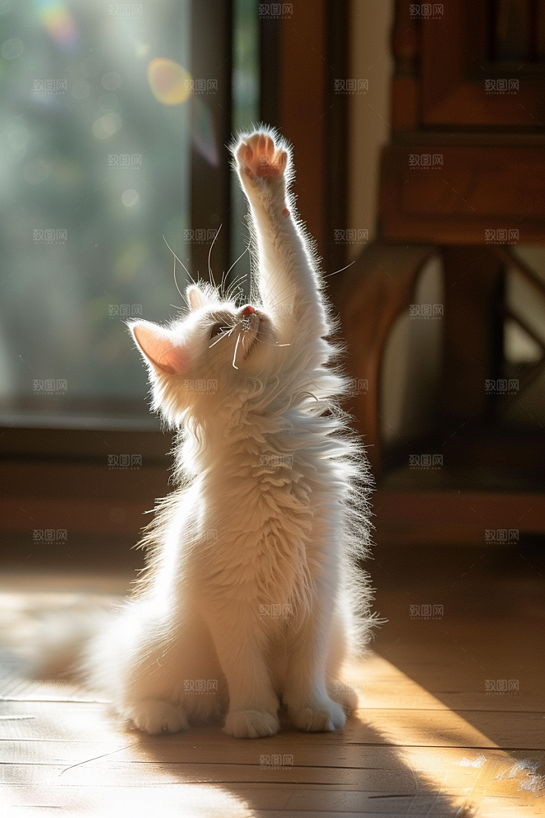 布偶猫高清生活摄影图