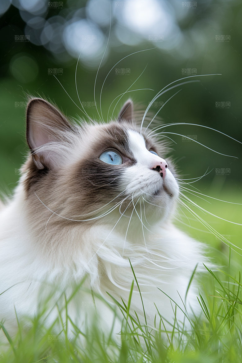 布偶猫清新宠物摄影图