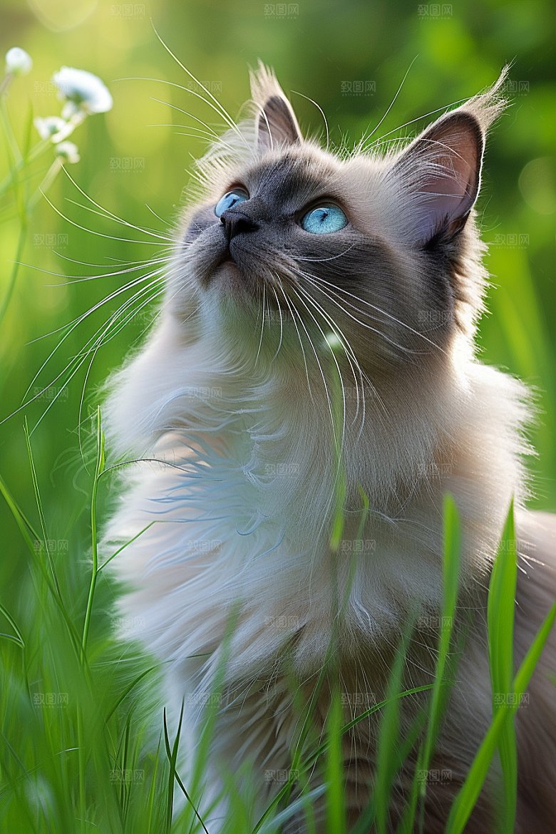 布偶猫长毛猫高清摄影图