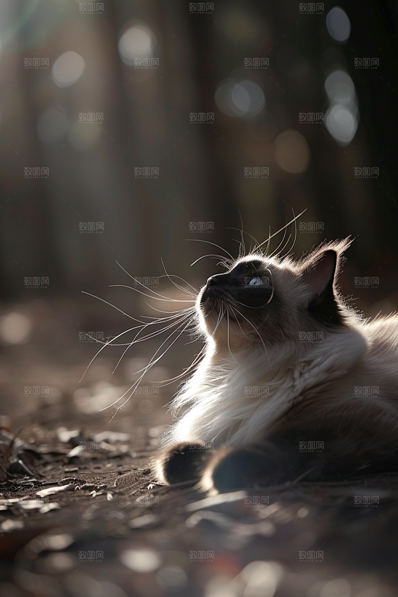 布偶猫仙女猫生活摄影图