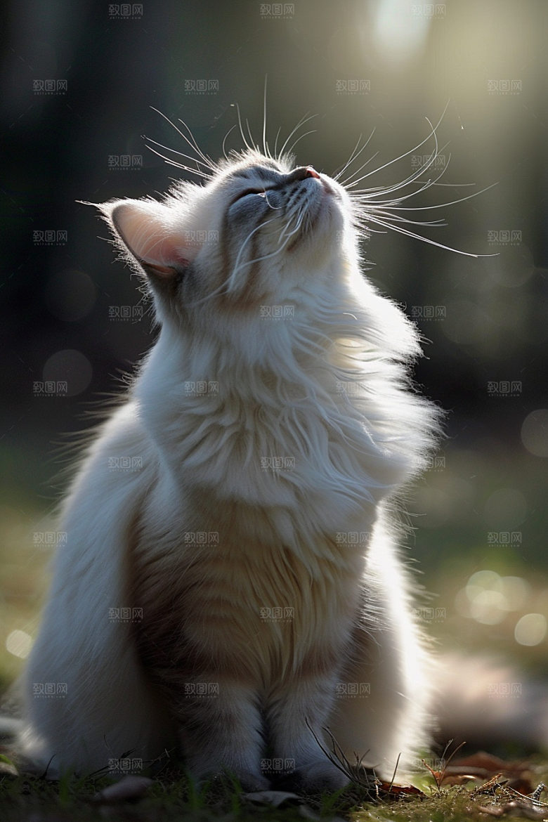 布偶猫高清仙女猫摄影图