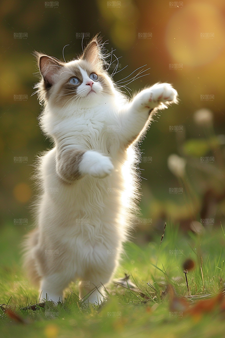 布偶猫宠物清新摄影图