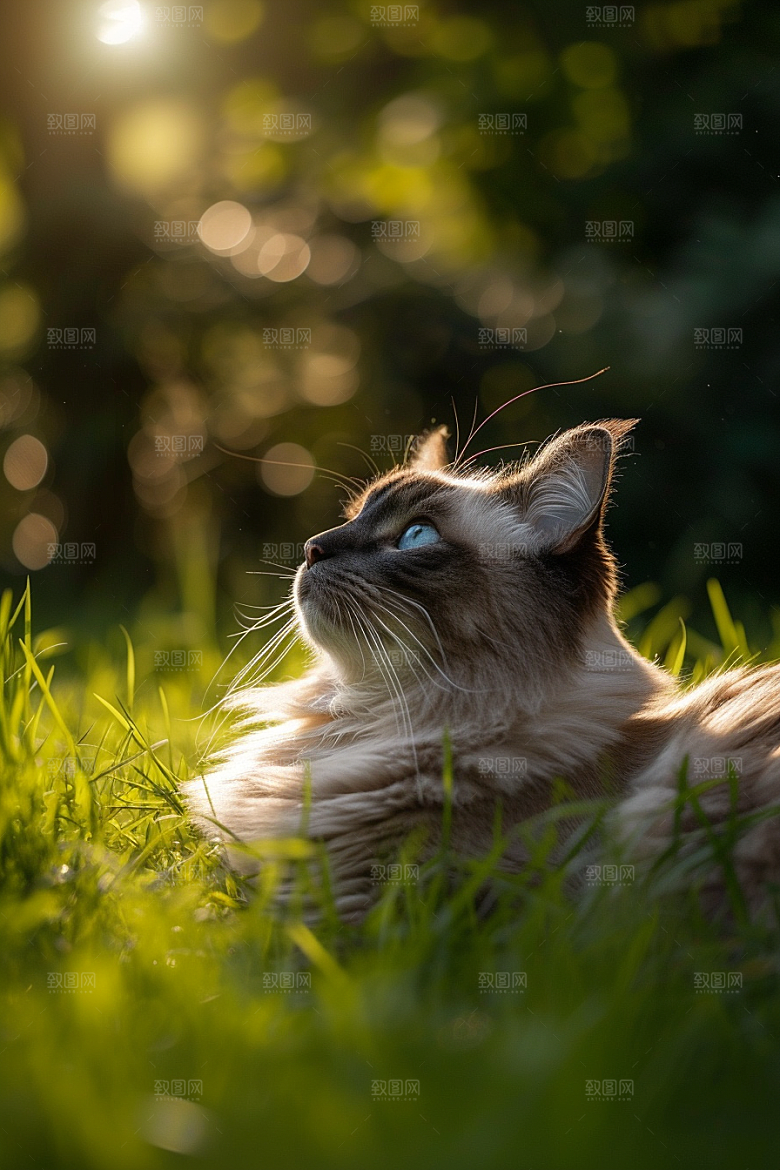 布偶猫清新长毛猫摄影图
