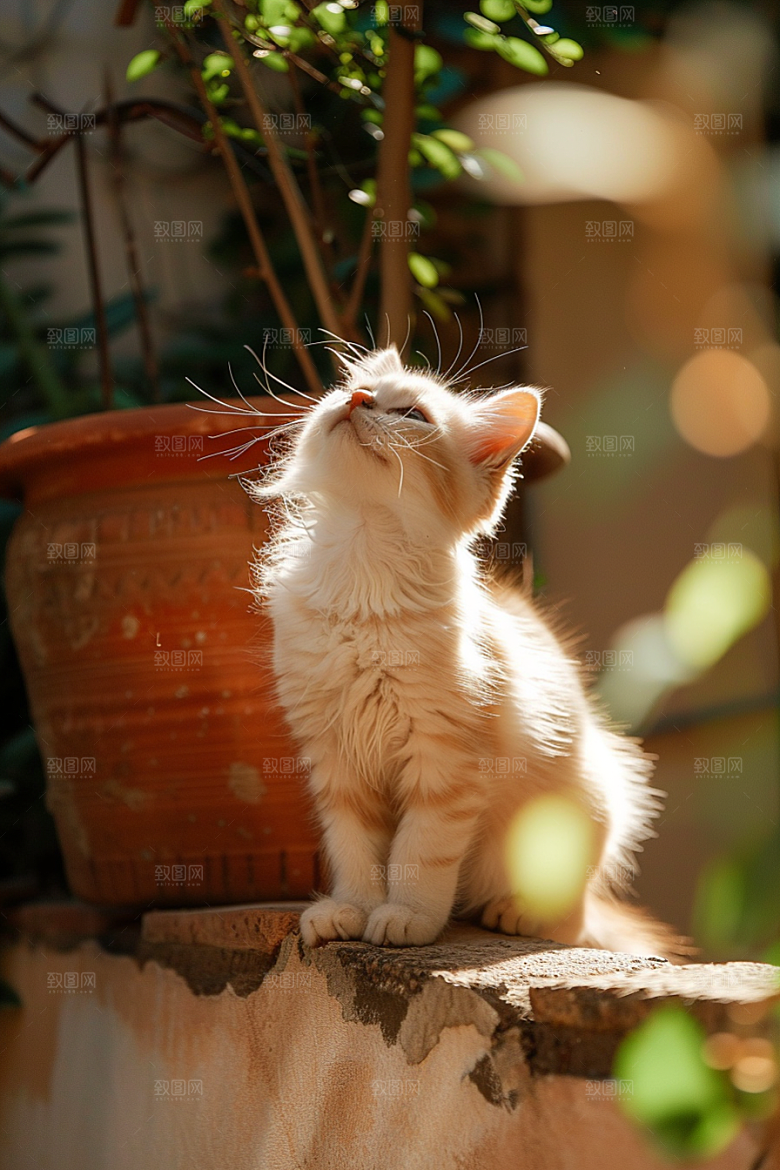 布偶猫家居清新摄影图