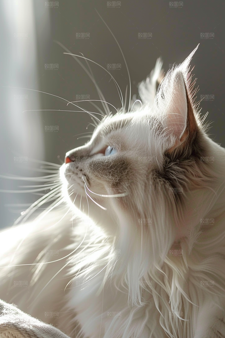 布偶猫家居自然摄影图