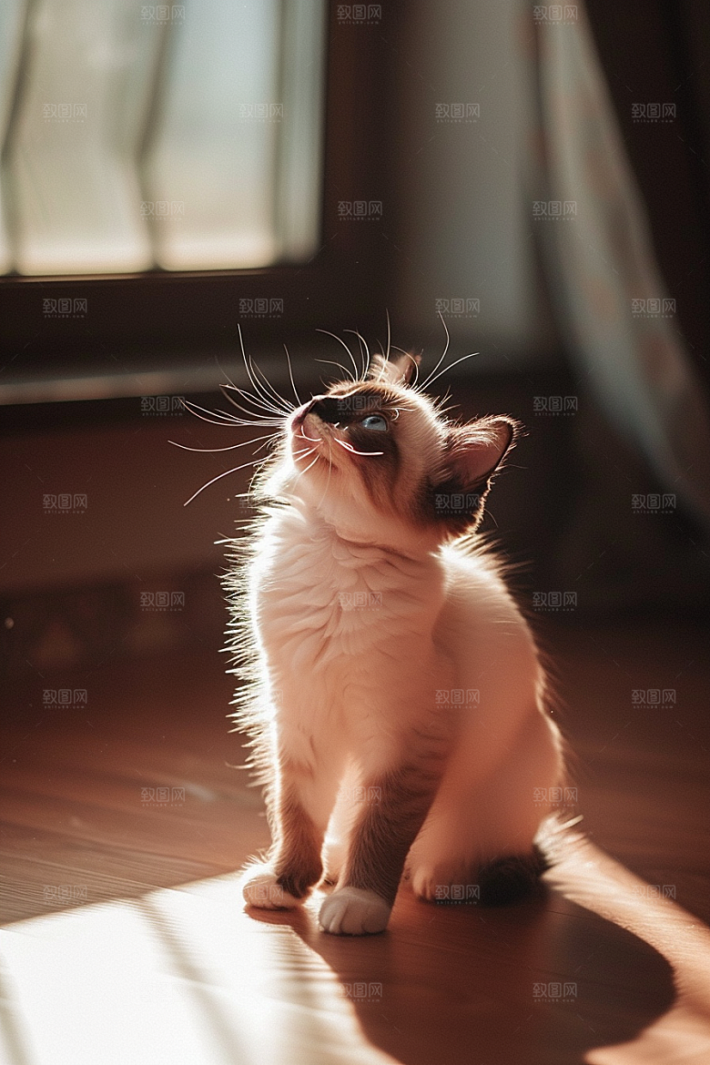布偶猫清新可爱摄影图