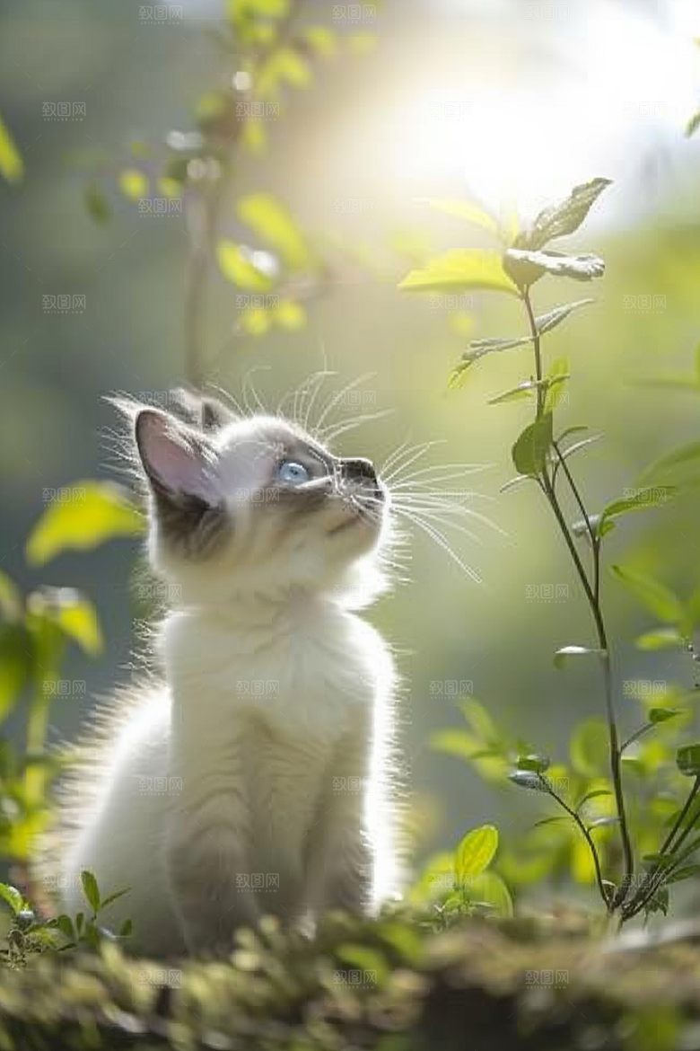 布偶猫宠物仙女猫摄影图