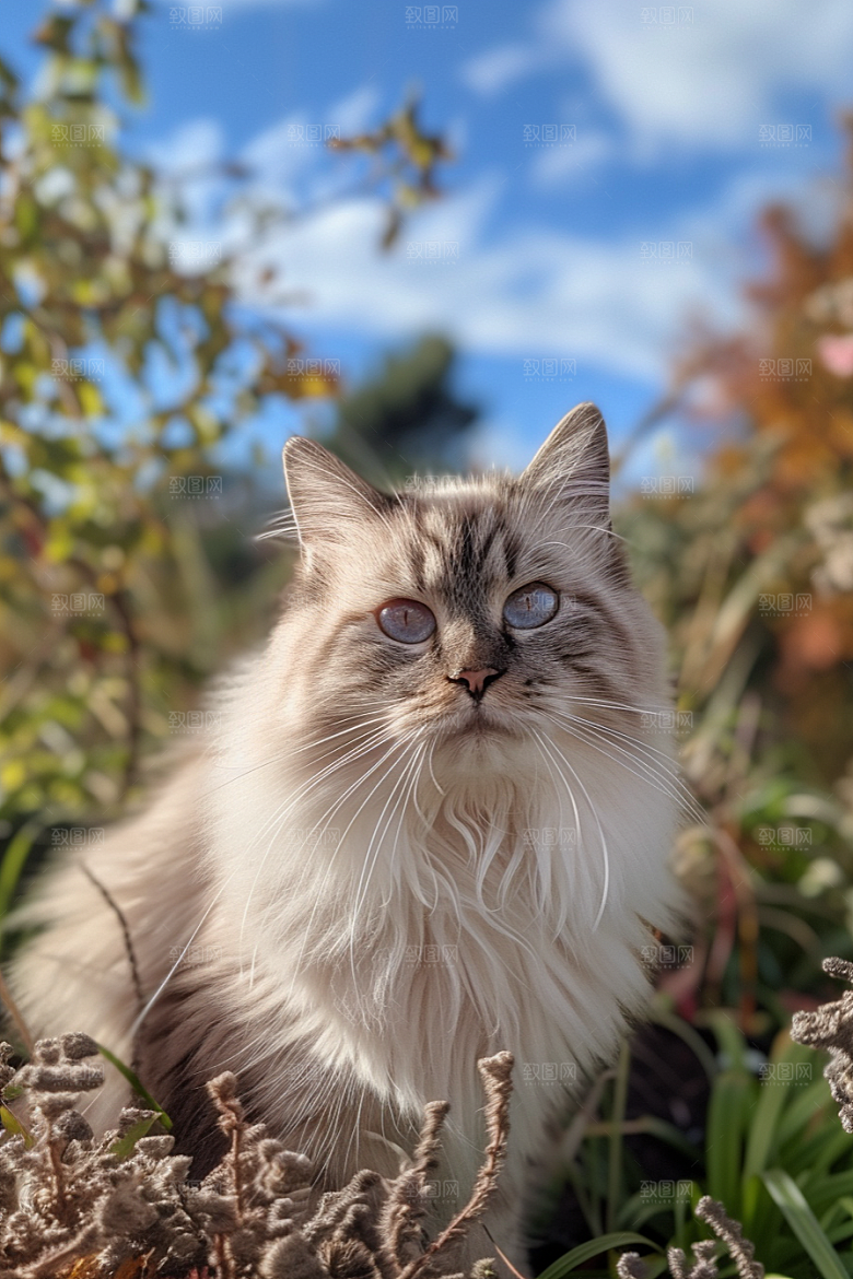 布偶猫养宠生活摄影图