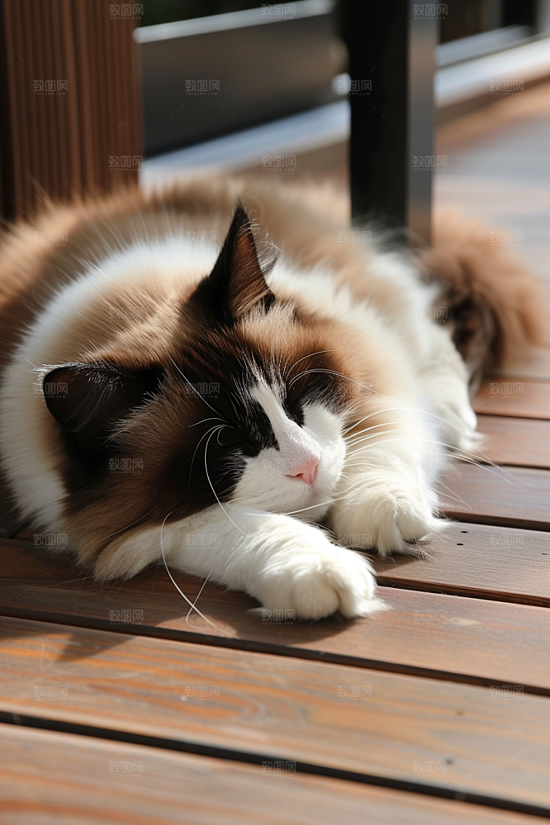 布偶猫可爱长毛猫摄影图