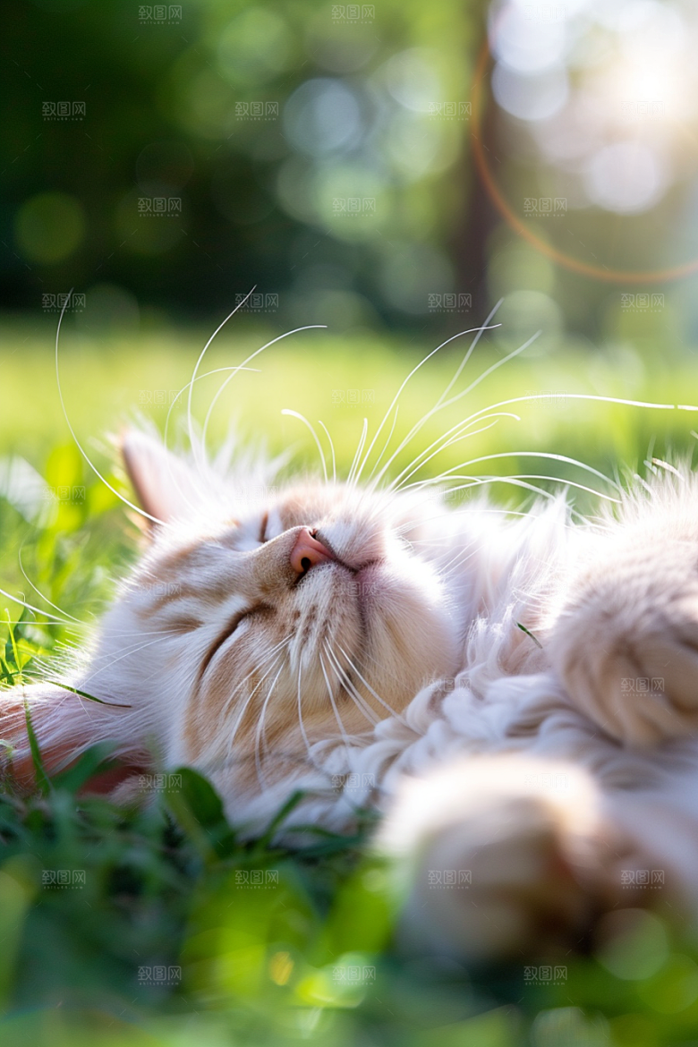 布偶猫仙女猫自然摄影图