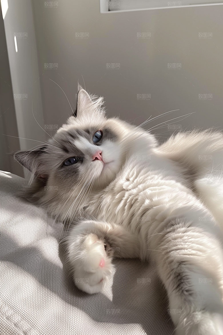 布偶猫宠物可爱摄影图