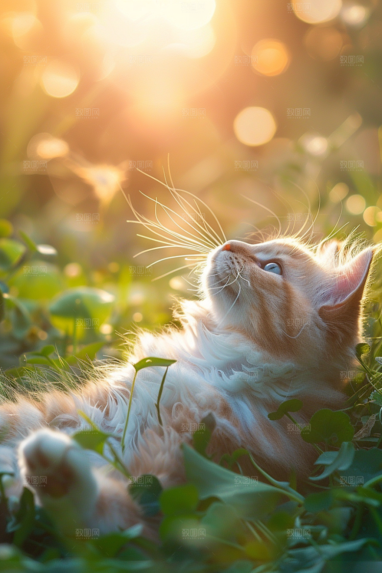 布偶猫清新仙女猫摄影图