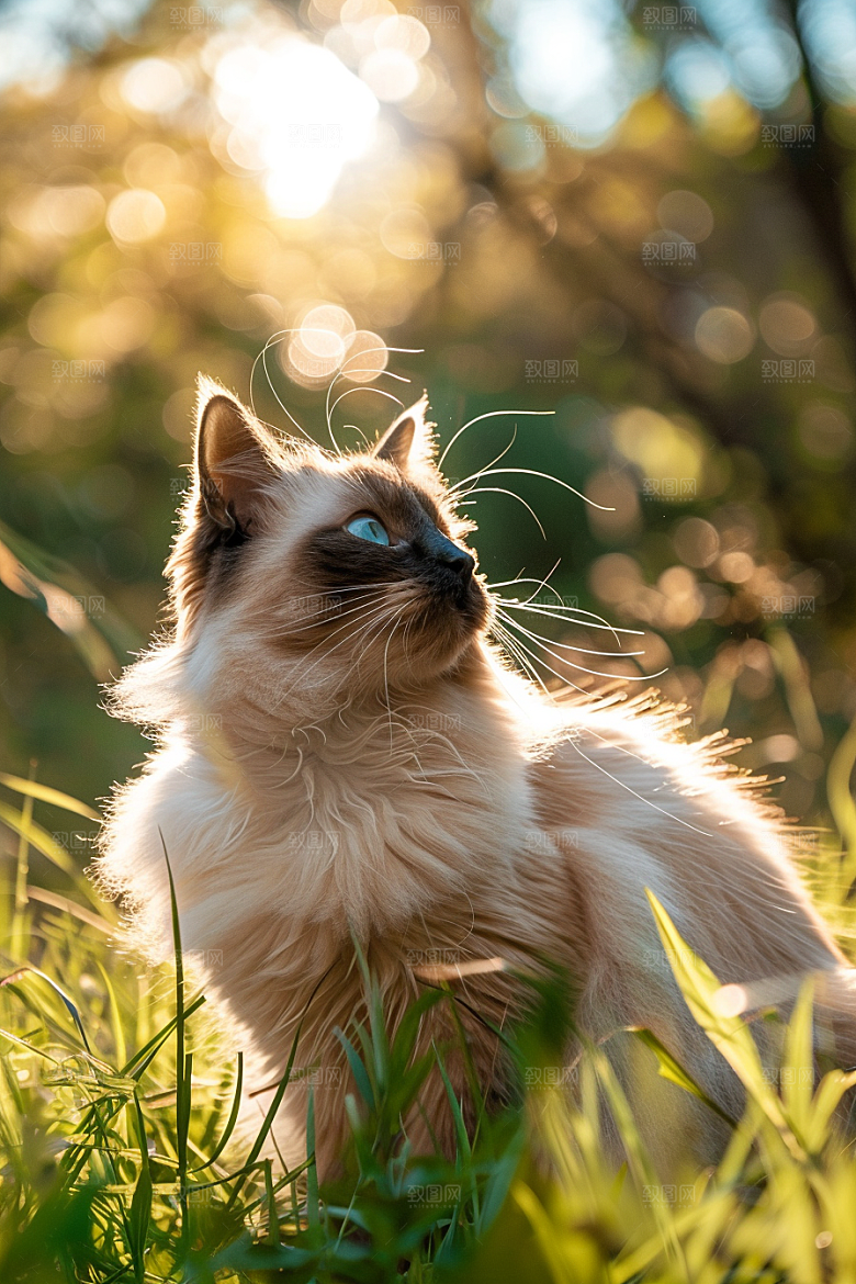 布偶猫养宠长毛猫摄影图