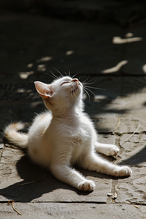 布偶猫宠物生活摄影图