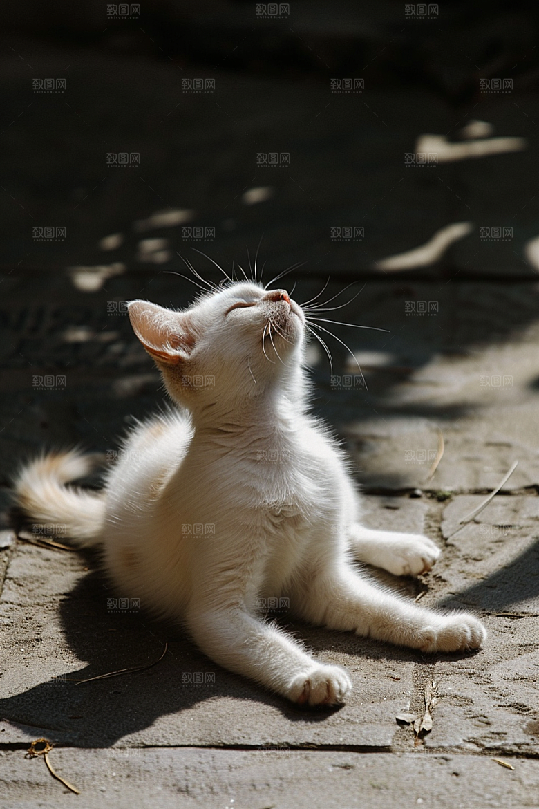 布偶猫宠物生活摄影图