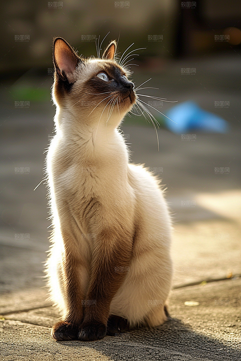 布偶猫家居可爱摄影图