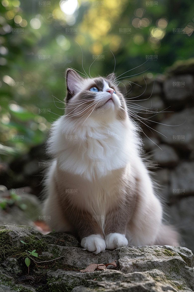 布偶猫自然清新摄影图
