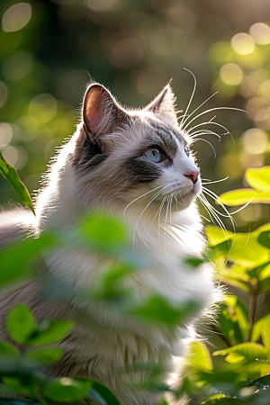 布偶猫长毛猫生活摄影图