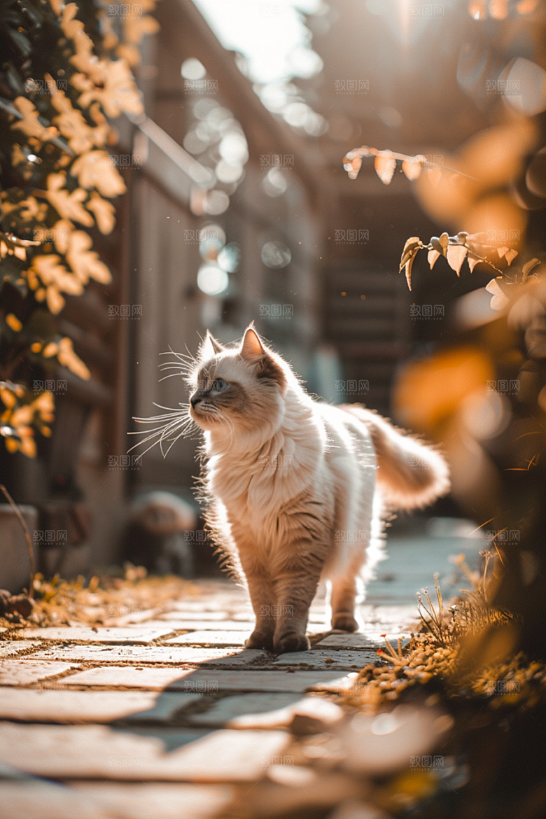 布偶猫仙女猫宠物摄影图