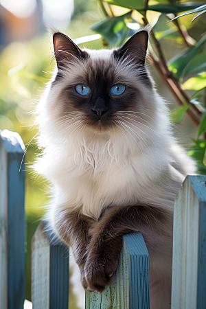 布偶猫长毛猫高清摄影图