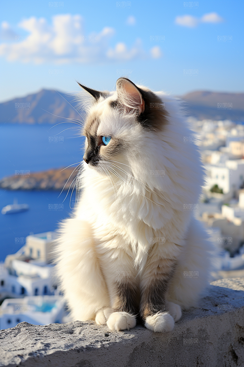 布偶猫自然长毛猫摄影图