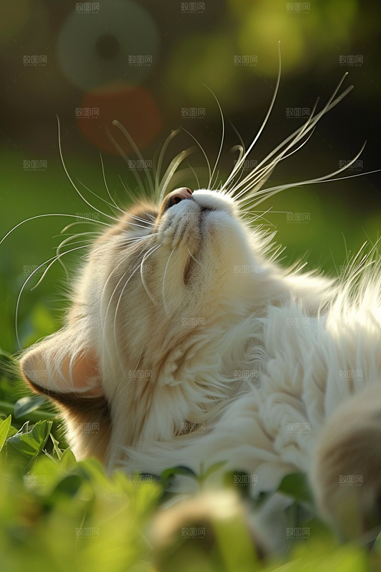 布偶猫宠物养宠摄影图