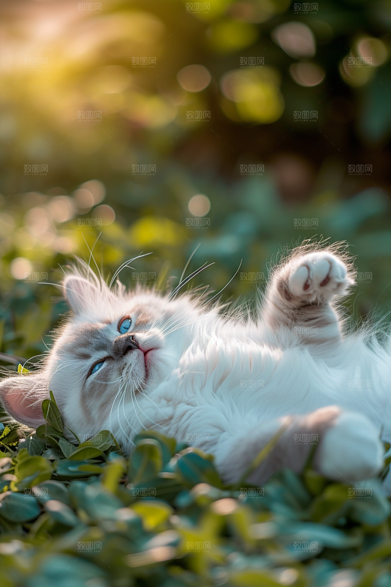 布偶猫可爱高清摄影图