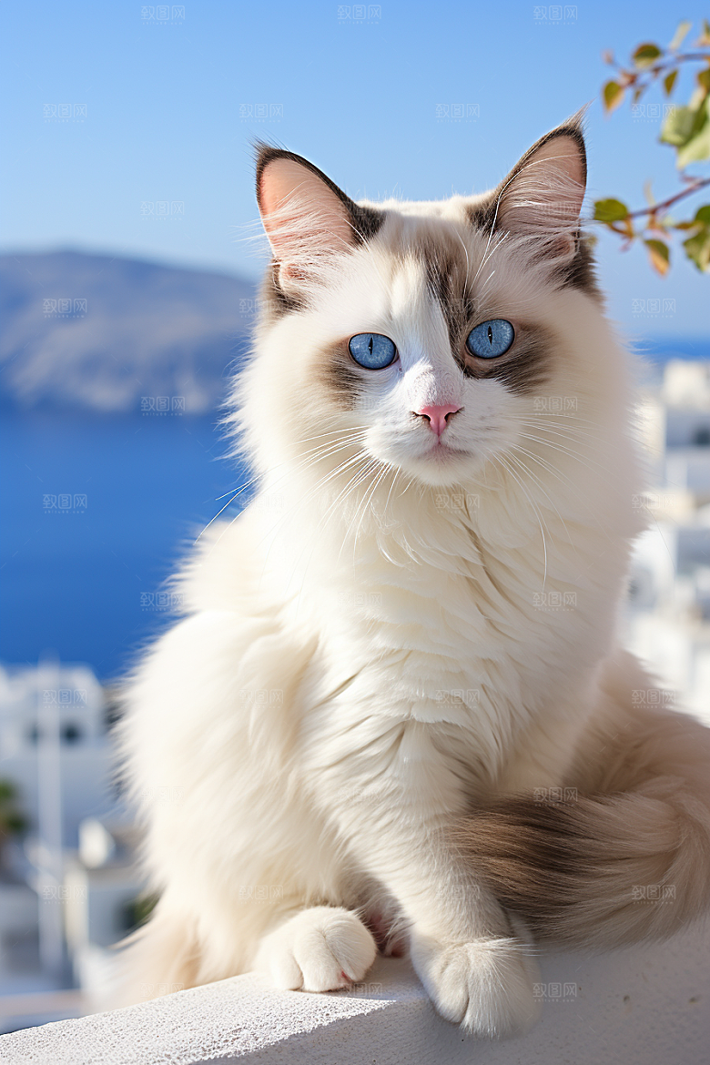 布偶猫可爱生活摄影图
