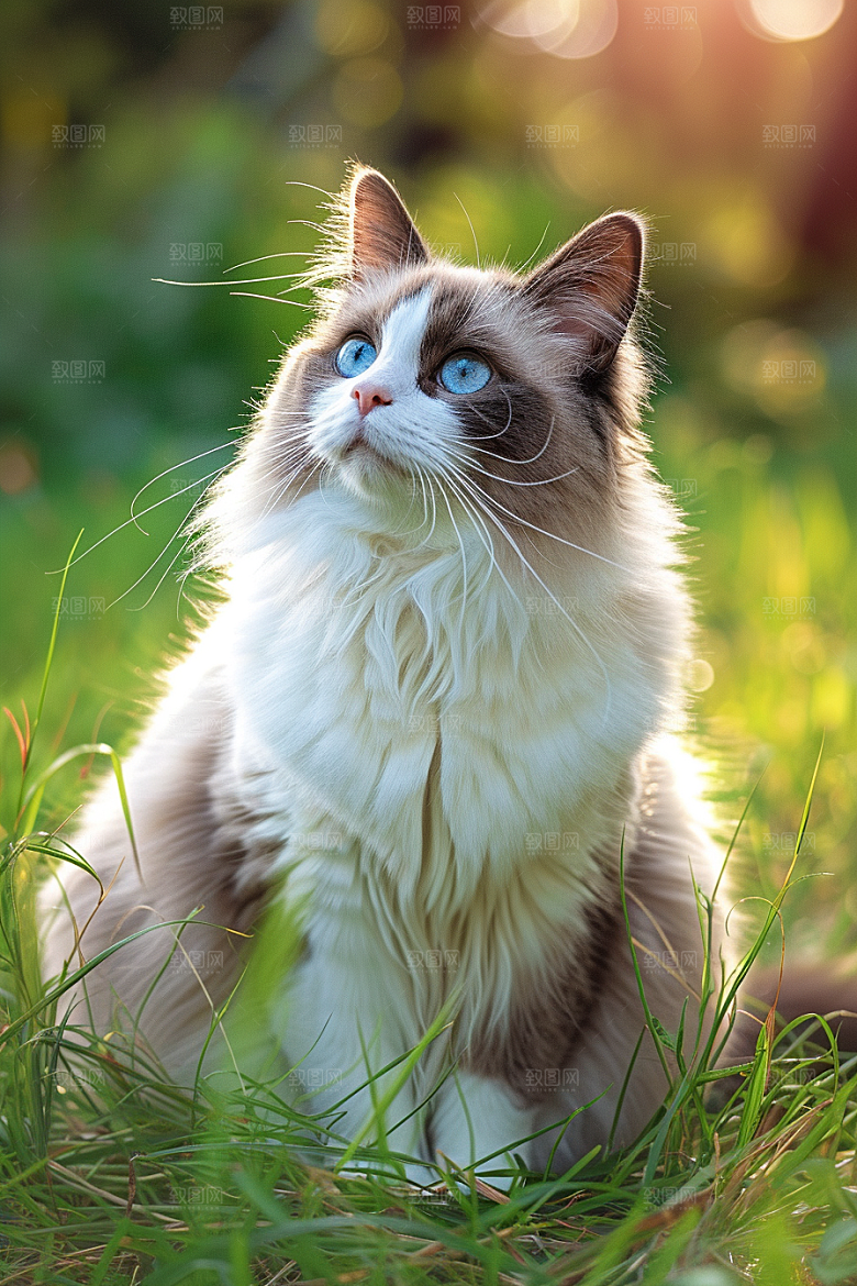 布偶猫清新仙女猫摄影图