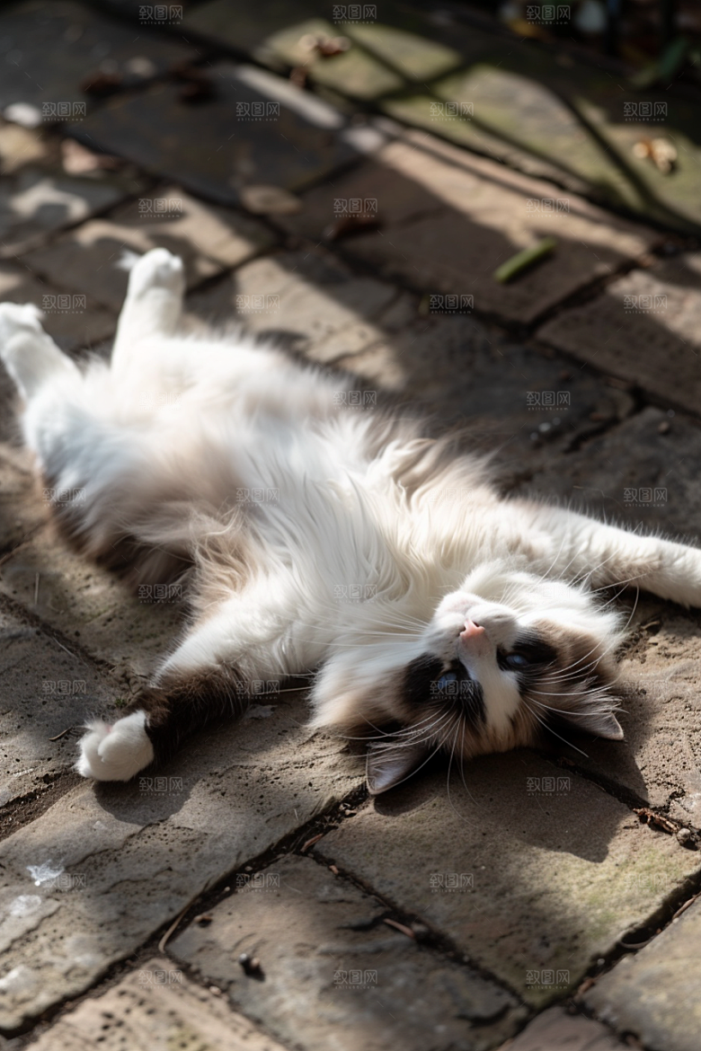布偶猫高清养宠摄影图