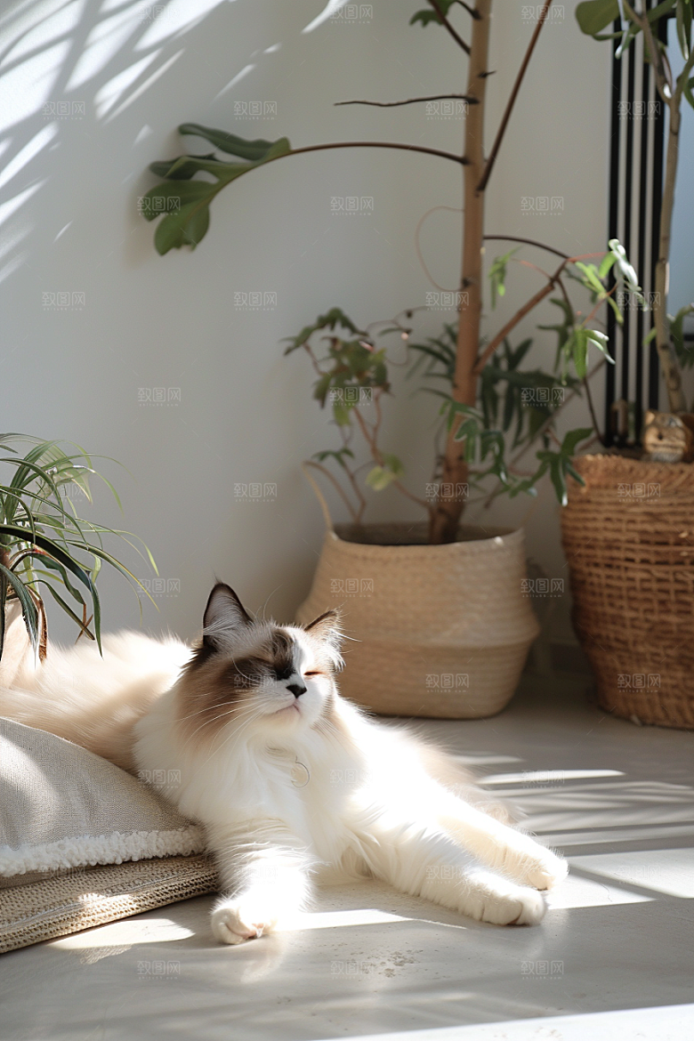 布偶猫长毛猫可爱摄影图