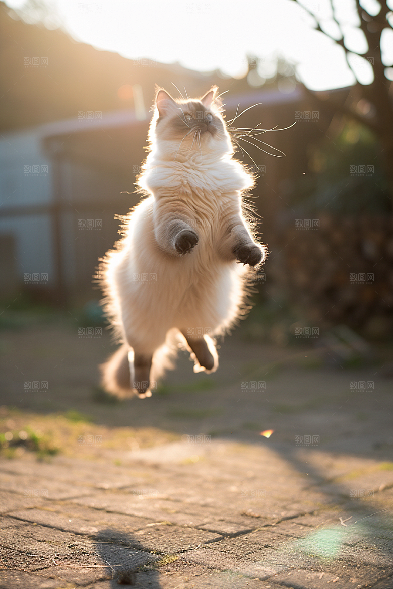 布偶猫自然长毛猫摄影图
