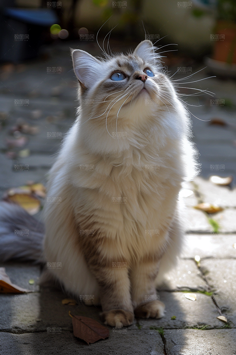 布偶猫可爱高清摄影图
