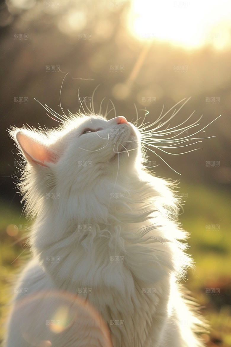 布偶猫自然长毛猫摄影图