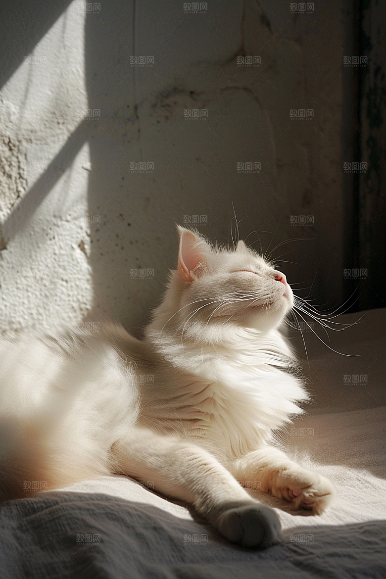 布偶猫清新家居摄影图