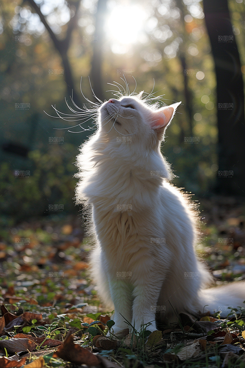 布偶猫长毛猫高清摄影图