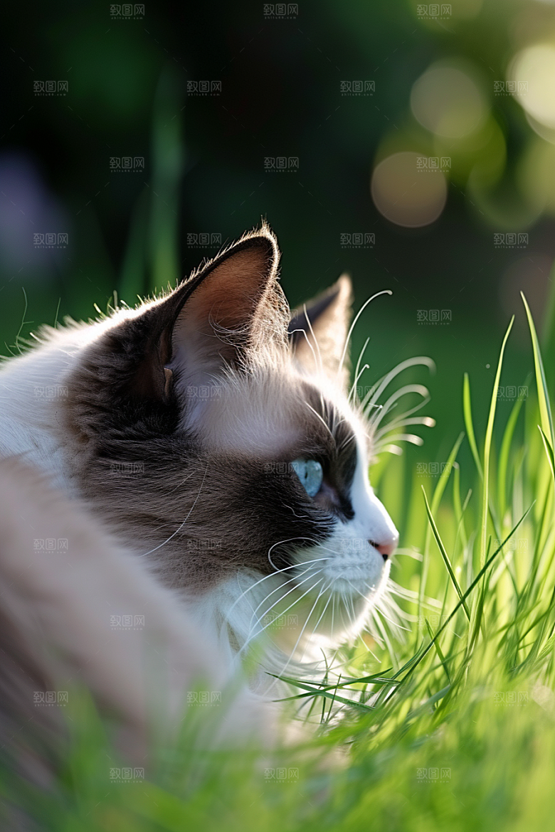 布偶猫可爱清新摄影图