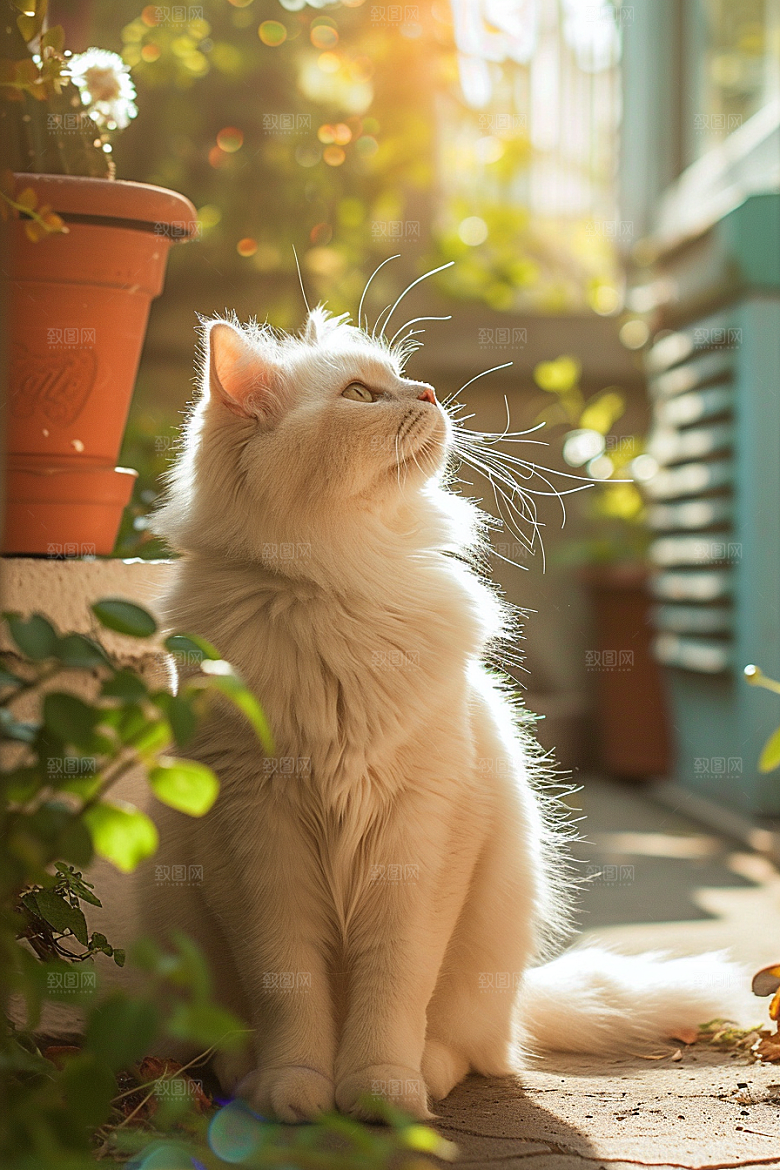 布偶猫自然宠物摄影图