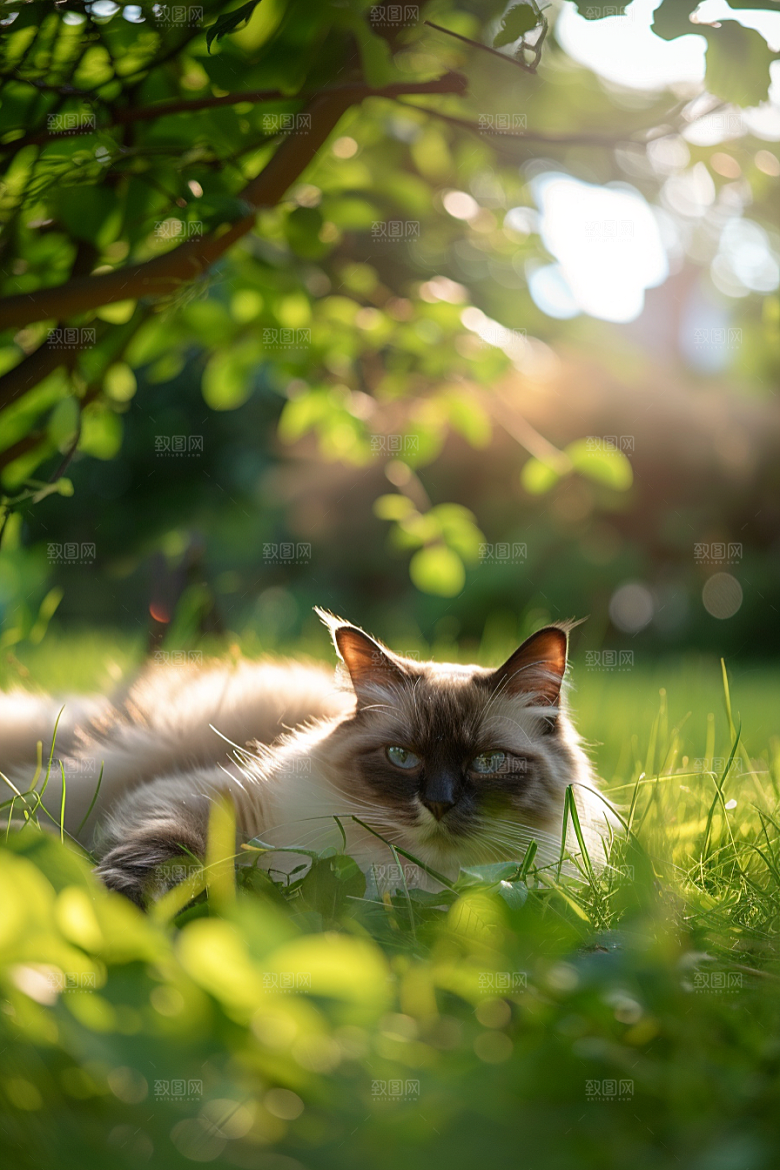 布偶猫仙女猫清新摄影图