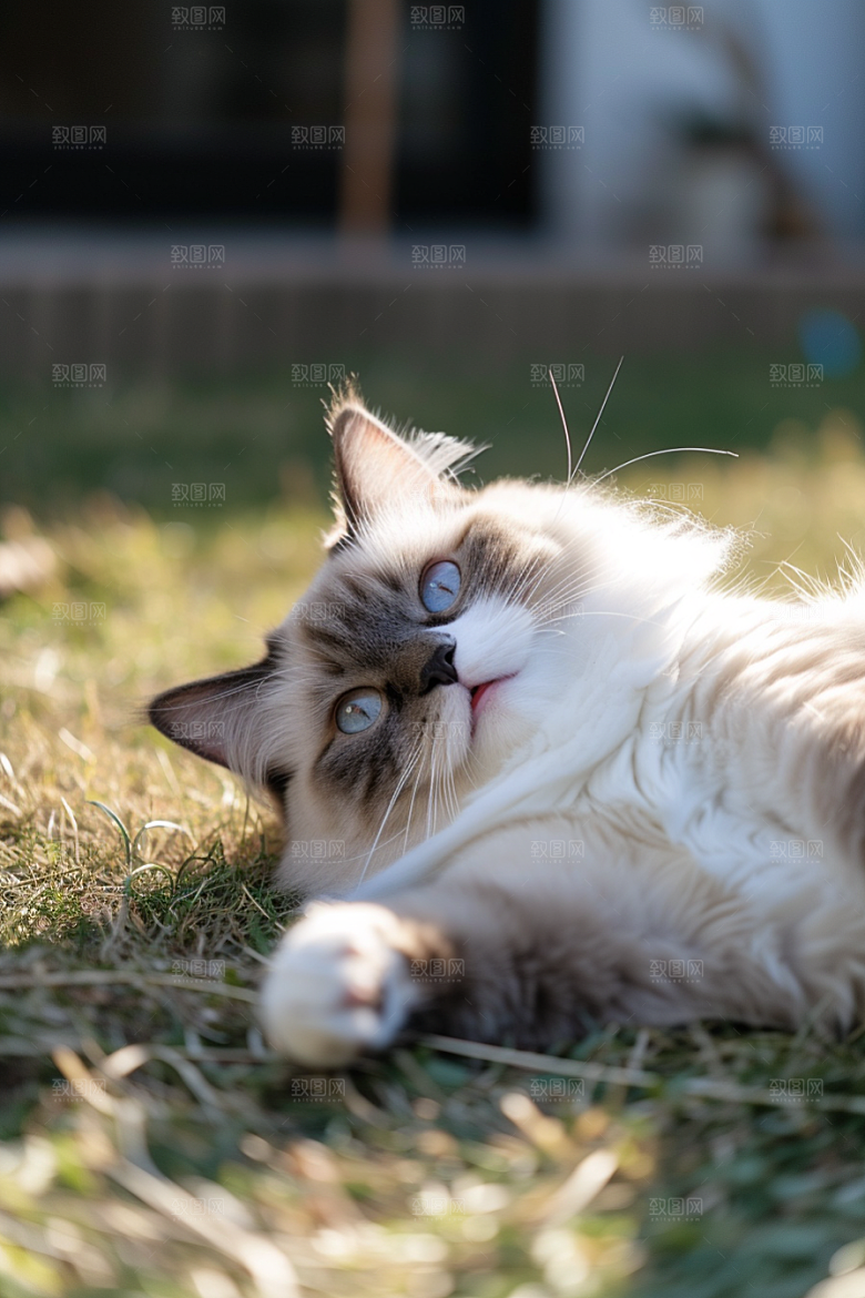 布偶猫清新仙女猫摄影图