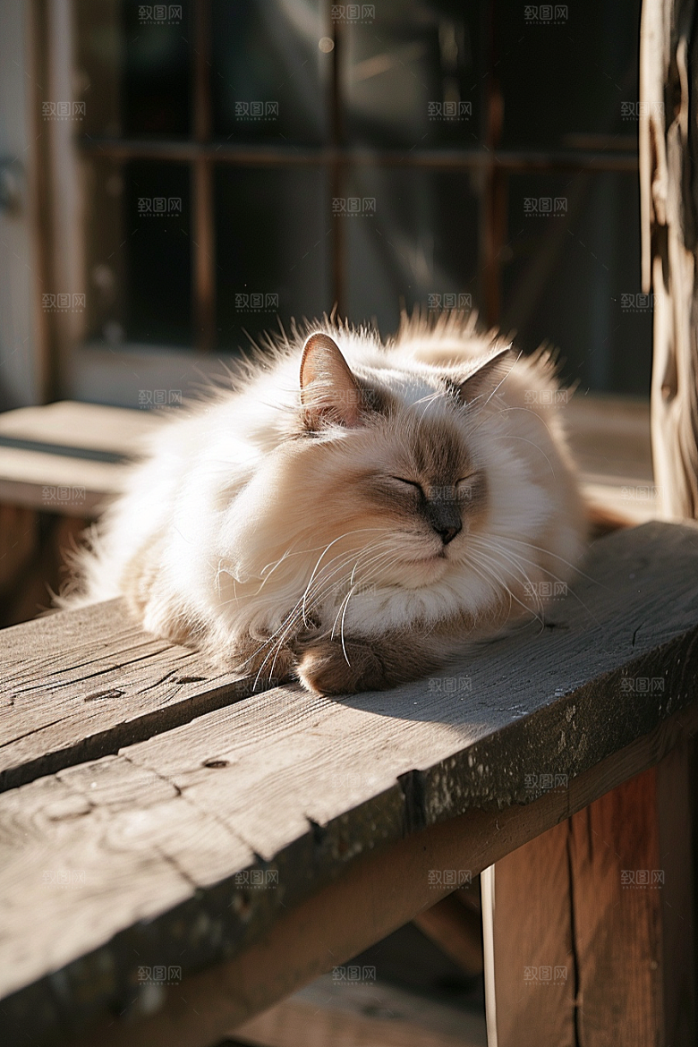 布偶猫宠物养宠摄影图