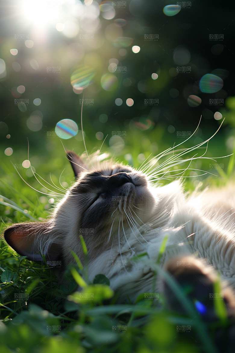 布偶猫清新生活摄影图